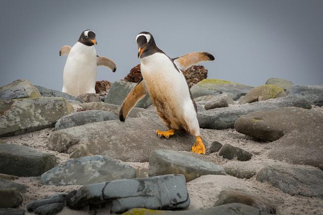 031 Falklandeilanden, Sea Lion Island, ezelspinguins.jpg